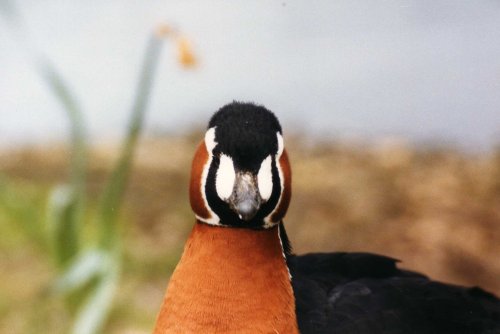 South Lakes Wild Animal Park, Dalton-in-Furness