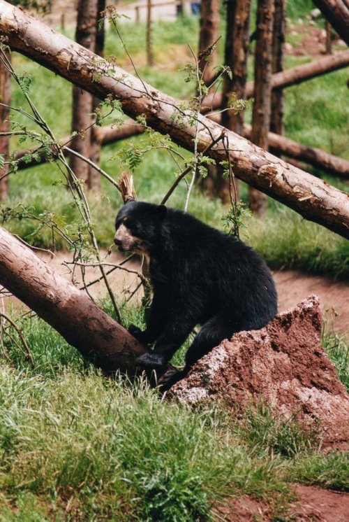 South Lakes Wild Animal Park, Dalton-in-Furness