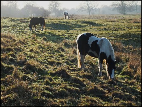 Grazing on South Common