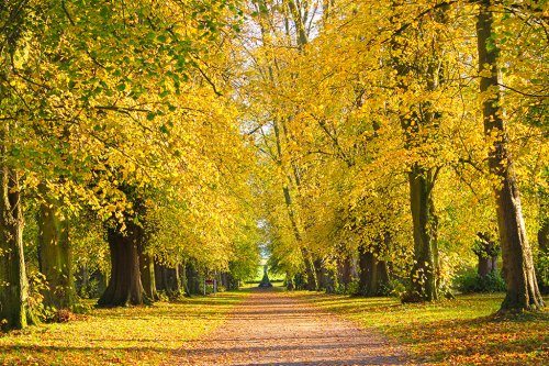 Castle Howard Autumn path.