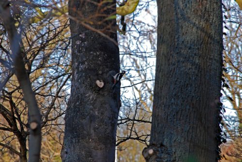 Woodpecker In Roker Park