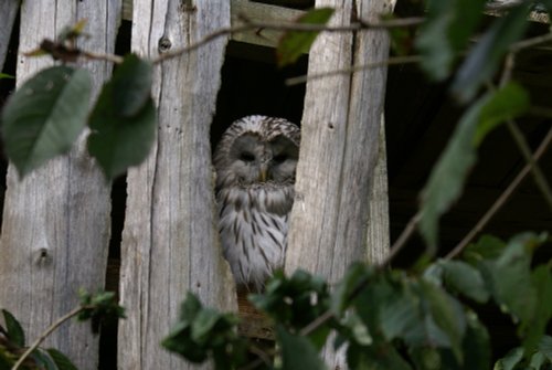 Old Barns, Mickleton