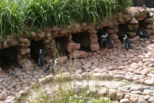 South Lakes Wild Animal Park, Dalton-in-Furness