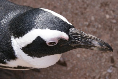 South Lakes Wild Animal Park, Dalton-in-Furness