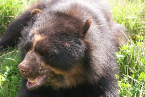 South Lakes Wild Animal Park, Dalton-in-Furness