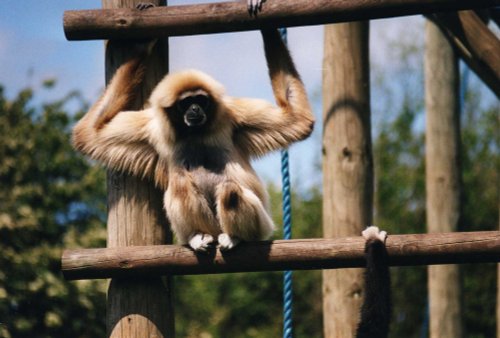 South Lakes Wild Animal Park, Dalton-in-Furness