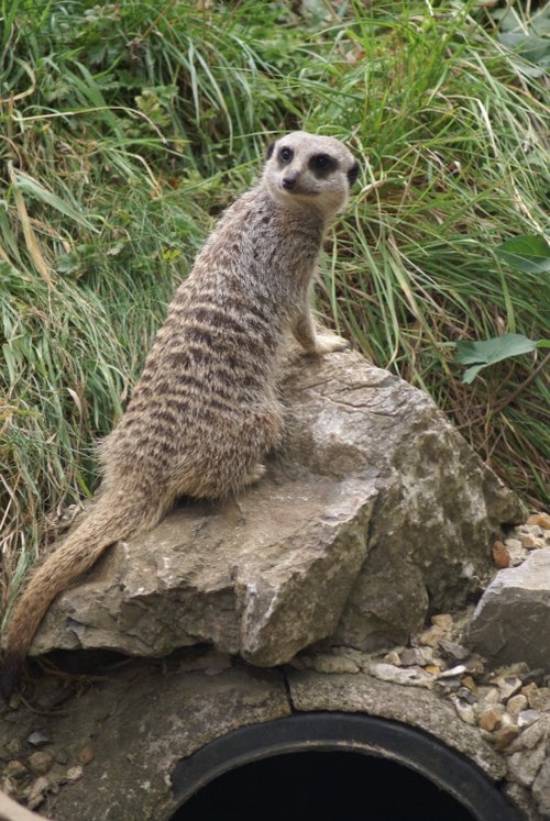 South Lakes Wild Animal Park, Dalton-in-Furness