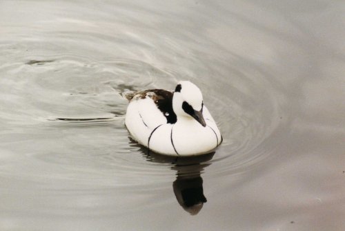 Duck with beautiful markings