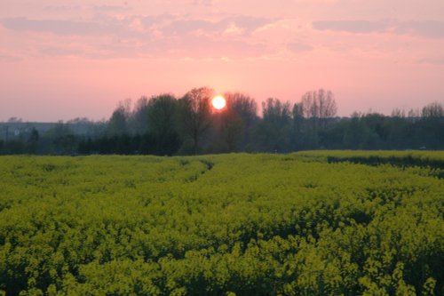 Marshland near Hoath, Kent