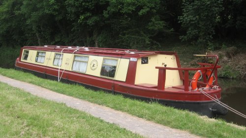 Red Crest at a Festival