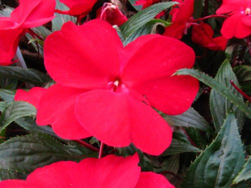 Australian Cabbage Palm