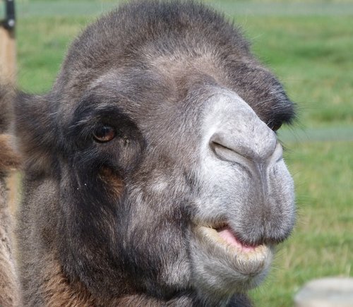 Yorkshire Wildlife Park