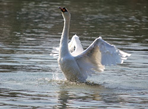Spring clean in Roker Park