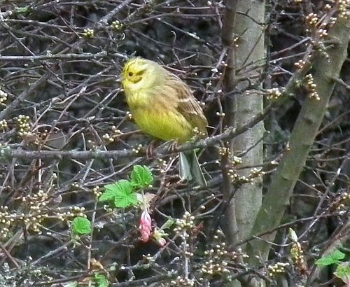 Cowpen Bewley Country Park, Middlesbrough, Cleveland