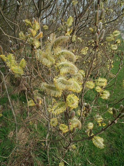 Cowpen Bewley Country Park, Middlesbrough, Cleveland