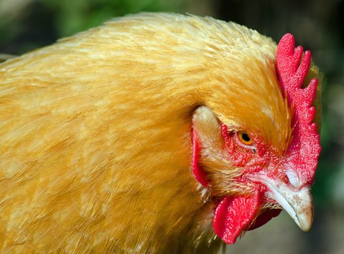 Evil Chicken - Museum of Kent Life, Maidstone