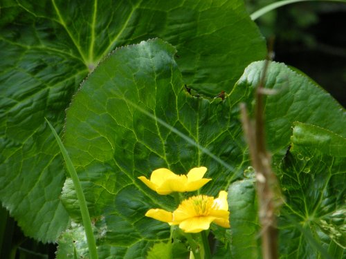Cannon Hall Country Park