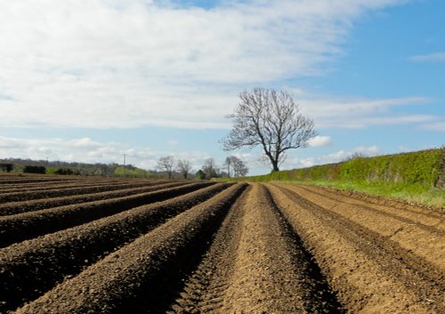 Potato fields South Yorks