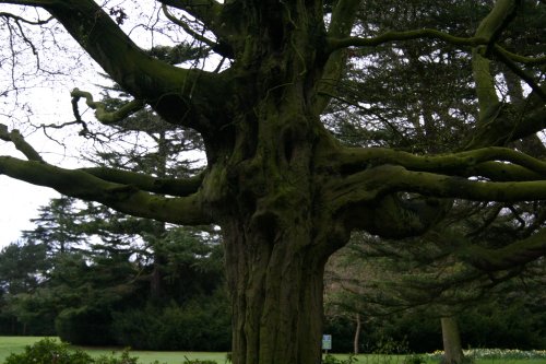 Gnarled tree, Shugborough Estate