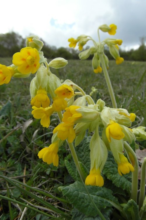 Southwater Cowslips