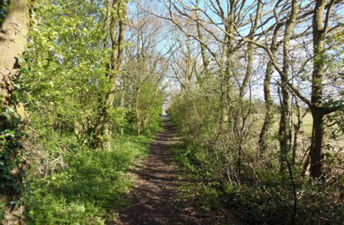 A tree covered lane