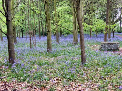 Bluebell wood, Speke Hall