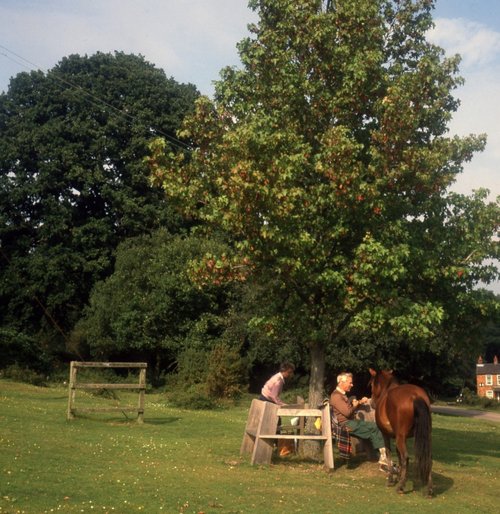 Picnic-ing with a pony for company at Minstead Green, New Forest