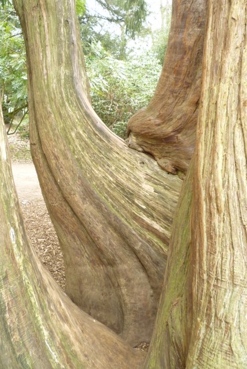 Westonbirt Arboretum