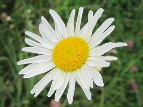 Saltwells Local Nature Reserve