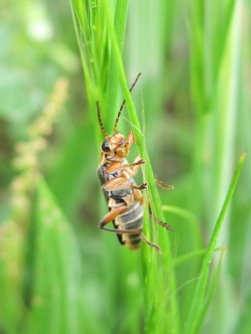 Saltwells Local Nature Reserve