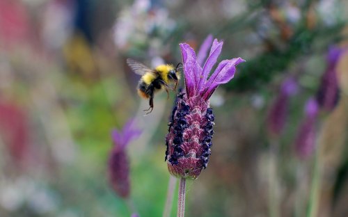 Bumble Bee and  Lavender at Roker