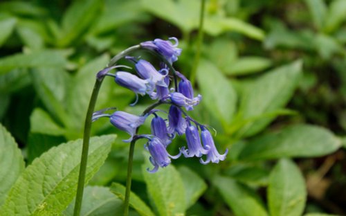 Yoxall, Staffordshire