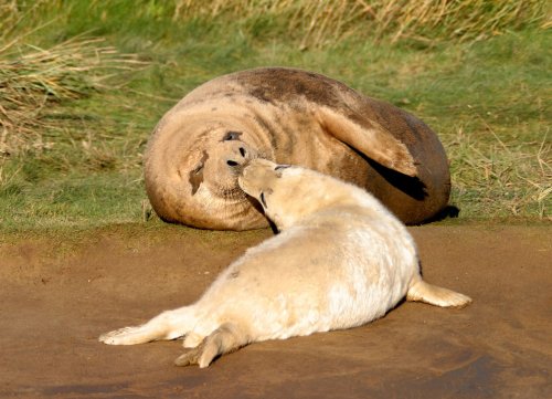 Grey Seals at Donna Nook, Lincolnshire