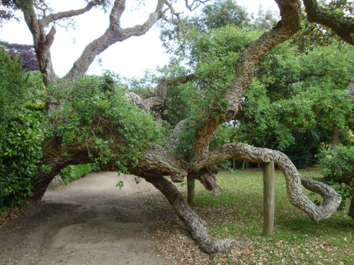 Mount Edgcumbe House, June 2009