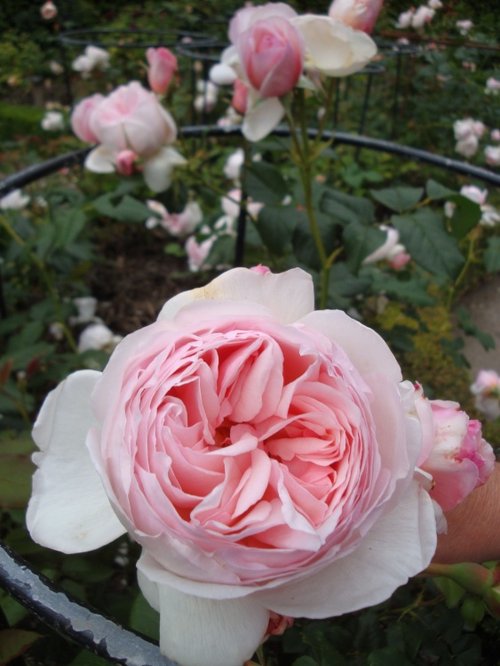 Mount Edgcumbe Country Park