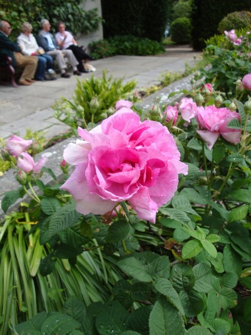 Mount Edgcumbe Country Park