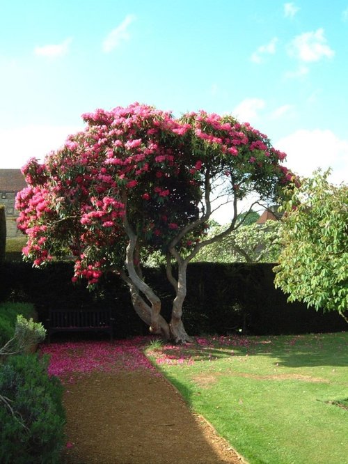 Penshurst Place and Gardens