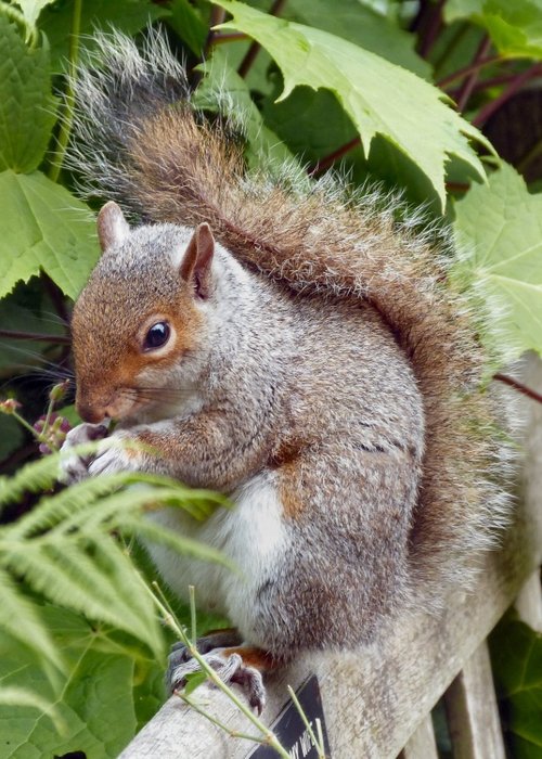 Calderstones Park, Liverpool