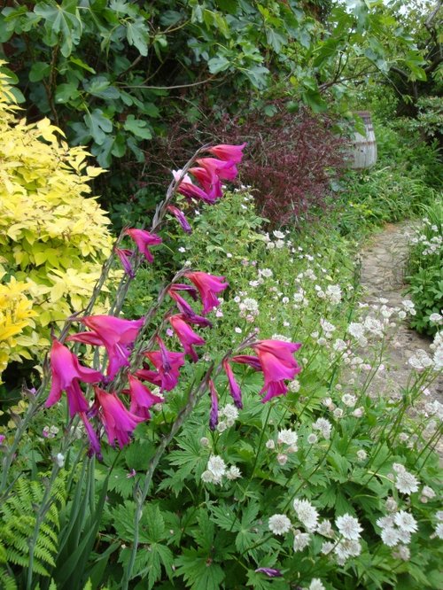 East Lambrook Manor, June 2009