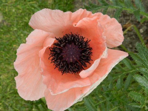 Bodnant Garden, June 2011