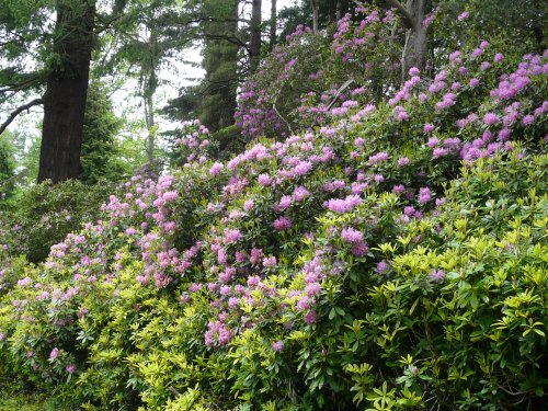 Rhododendrons on the estate drive