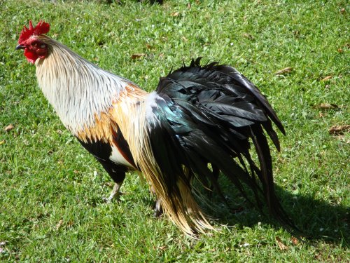 Mapperton House & Gardens