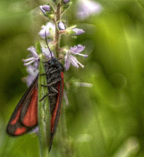 Calvert Jubilee Nature Reserve