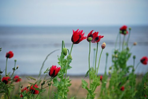 Poppies at Whitburn Beach