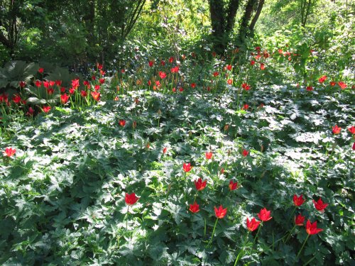 Constable Burton Hall Gardens