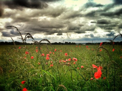 Woodgates Lane, Swanland