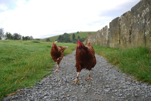 Friendly Hens at Hawkshead