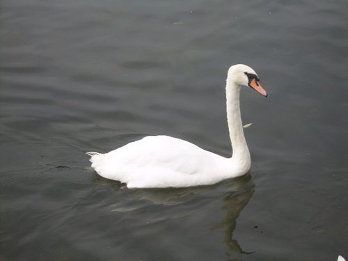 Swan