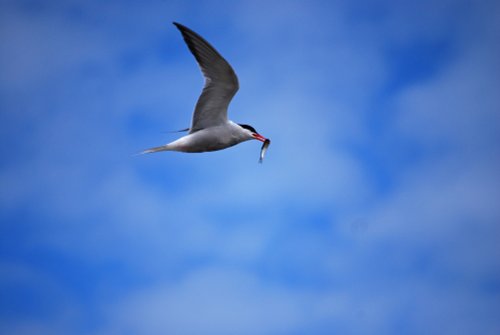 Tern at Roker