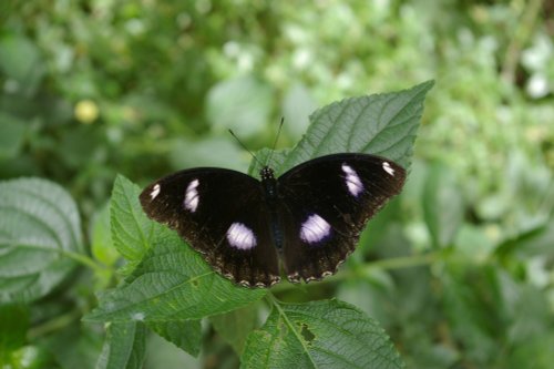 Stratford Butterfly Farm